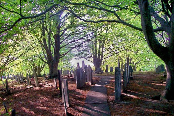 a tree in a wooded area