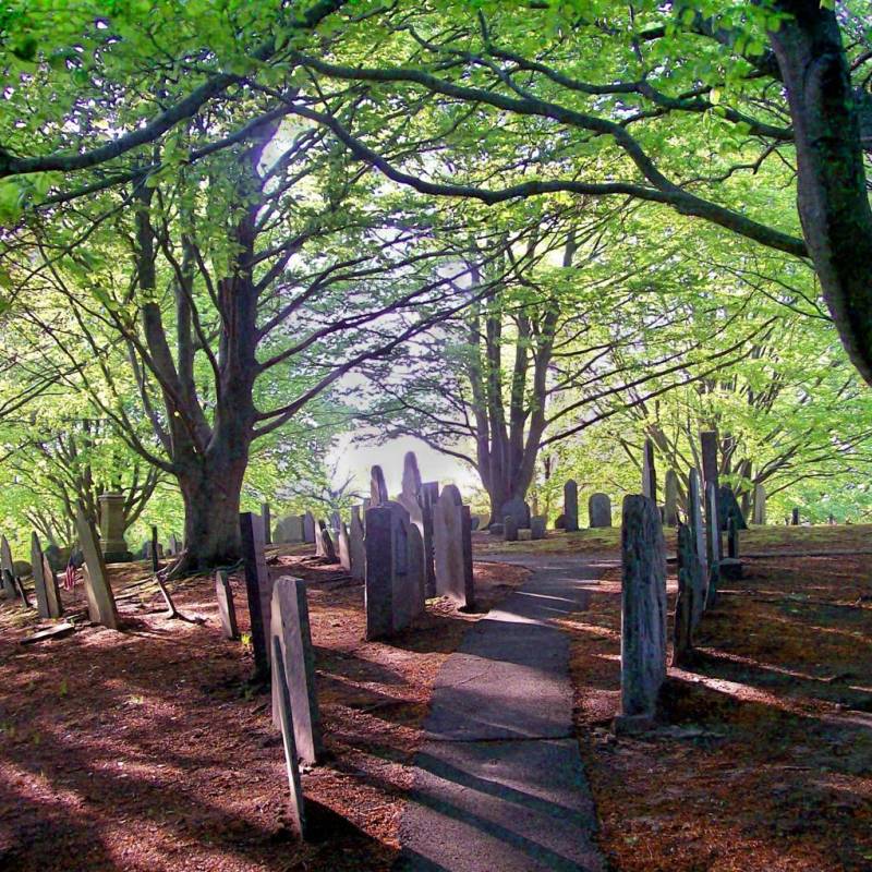 a tree in a wooded area