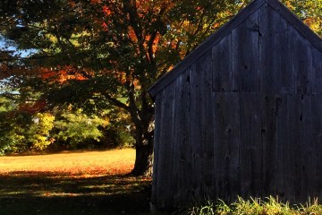 a tree in front of a house