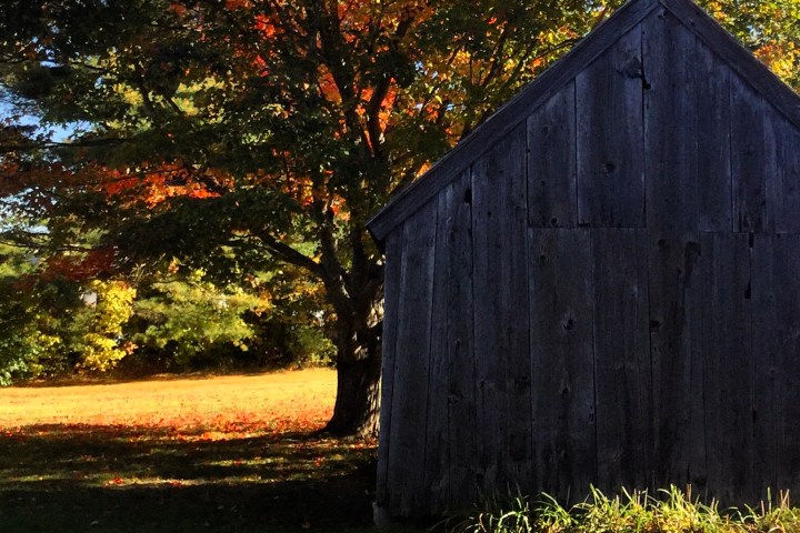 a tree in front of a house