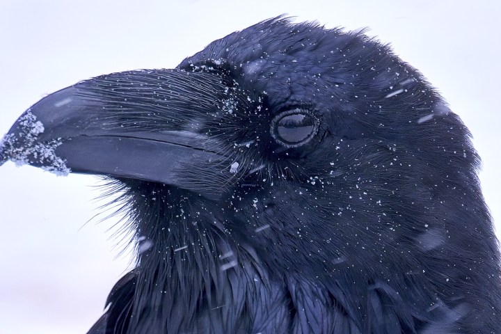 a close up of a bird