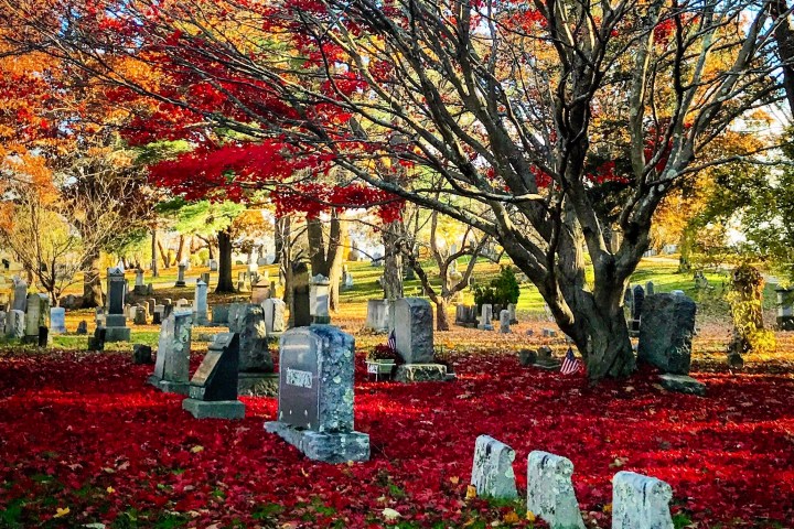 a vase of flowers on a tree