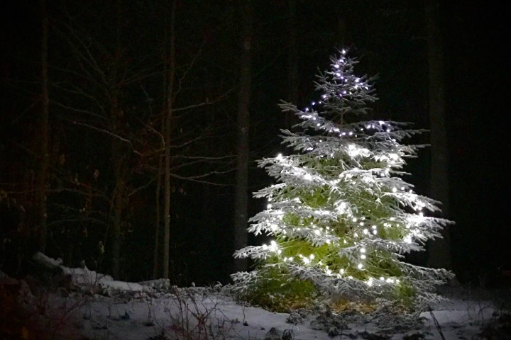 a tree covered in snow